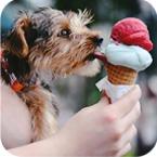 Dog eats an ice cream