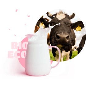 image of a cow and bio eco milk